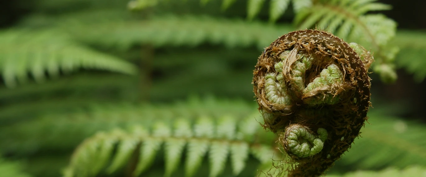 Denturetech for our community